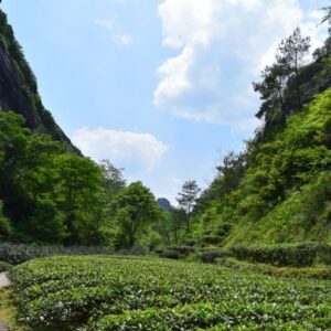 rock tea-garden-in-wuyi-preserved-region