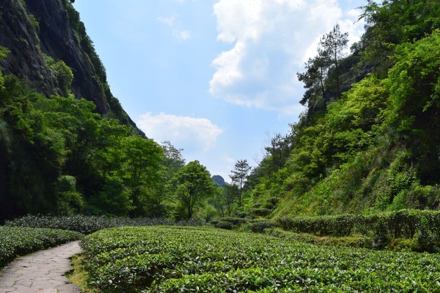 rock tea-garden-in-wuyi-preserved-region